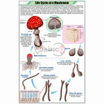 Life Cycle of a Mushroom Chart